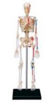 立體全身骨頭模型-1