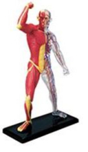 立體人體肌肉. 血管模型